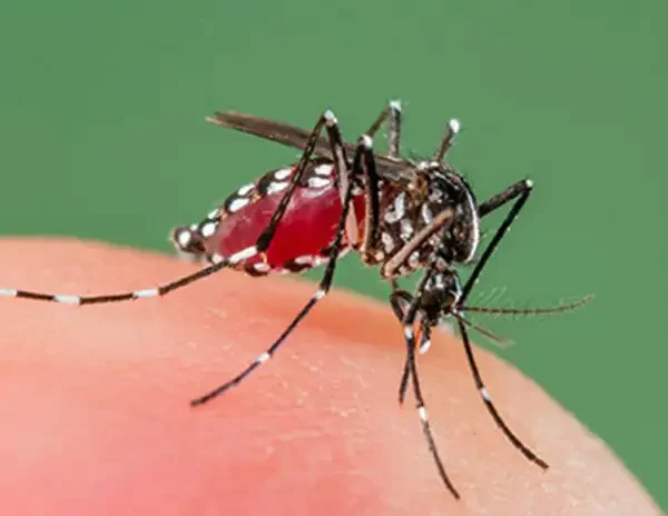 এডিস ইজিপ্টাই মশা